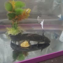 Peces en acuario