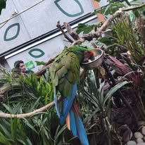 Guacamaya en excursión