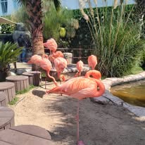 Flamingos