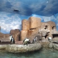 Pingüinos en acuario